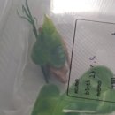 도마바얌 이미지