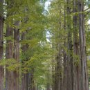 은행나무어린이집 | 남이섬 입장권 1+1 남이섬 단풍 은행나무 실시간 배시간 정보 정리