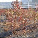 정안농장 이미지