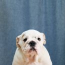 포켓불독 이미지