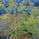 토우 농장 이미지