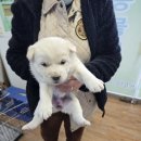 인월동물병원