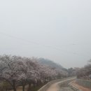 금오산 벚꽃축제~ 이미지