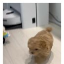 스타일 퍼피 이미지