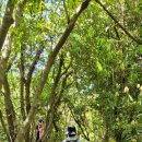 대정읍 영어교육도시내 곶자왈 이미지