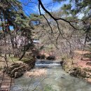 은해사 벚꽃길 | 경북 영천 팔공산 은해사 다녀온 후기 : 영천 9경 중 하나! 벚꽃 구경 하고 왔어요