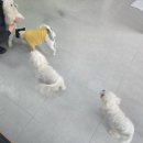 몽몽이발소 이미지