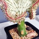 춘봉농장 이미지