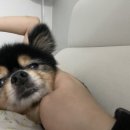 스마트동물병원 성북길음점 이미지