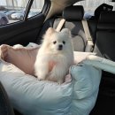 모멍트 | 강아지 카시트 추천 아투스 모멍트 애견 차시트 가방