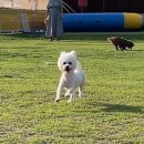 댕스파크 이미지