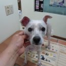 신월동119 이미지