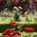 서천 장미공원 이미지