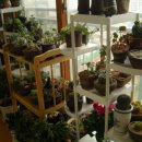 꽃의나라 이미지