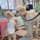 원당애견미용 이미지