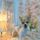 플라이봉 이미지