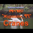 백학 The Cranes​ Am-2025.01.05 / 모래시계 OST / Журабли 쥬라블리 이미지