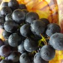 옥돌농장 이미지