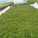 증산-015 이미지