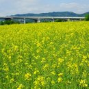 한강시민공원(한강둔치꽃단지) 이미지