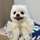 루루펫살롱 네이버블로그
