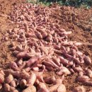별주부