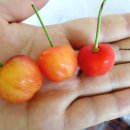 체리농원민박 이미지