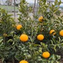 지오아라 이미지