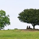 함안 말이산고분군 이미지