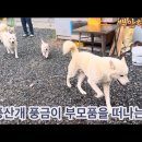 풍산개 풍금이 부모품을.떠나다 이미지