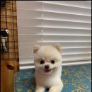 펫스타일 이미지