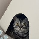 하리보양집 이미지