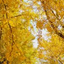 은행나무 농장 이미지