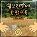 대신카페 | 울산 초옥 카페 후기, 청보리밭 대신 🌾황보리밭이었지만 더 예뻤어요