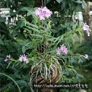 Epidendrum centradenia(centropetalum) 에피덴드럼 센트라데니아 이미지