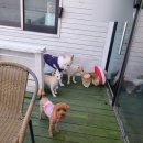 독스호텔리어 이미지