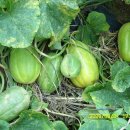 병근 농장 이미지