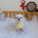 파파펫살롱 이미지