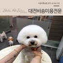몽글펫살롱 | 대전비숑미용전문 반려견 물오른 미모