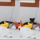 장보는고양이청라석남점