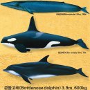 고래 Daum카페