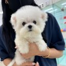 베비댕 이미지