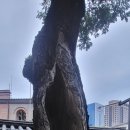 명동뒷길 이미지