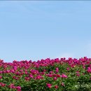꽃밭 - 용산구 한강대로7길 9-16 | 꽃밭