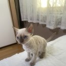 난니꼬양 이미지