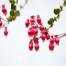 꽃봉우리 이미지