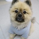 무아몽 해운대 강아지 애견미용 이미지