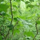 초록산등산로 이미지