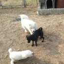 부산애견대학 이미지