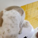 멍멍이컷 이미지